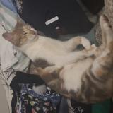 Picture of cat lost at Avignon