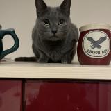 Picture of cat lost at Le Pouzin