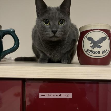 Photo 1/1 Replay Chat lost in Le pouzin