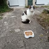 Picture of cat found at Evreux