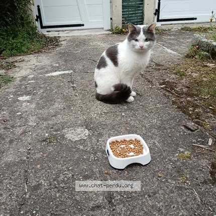 Photo 1/1 Found cat Found in Evreux