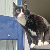 Picture of cat lost at Cires Les Mello