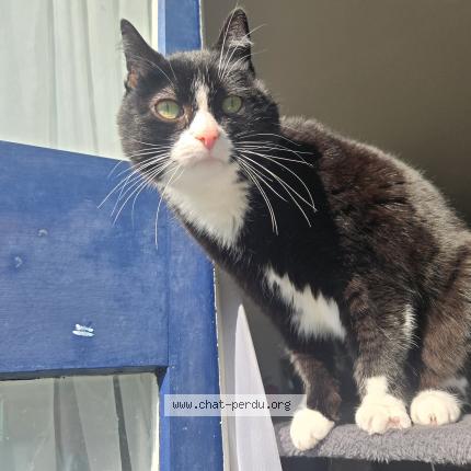 Photo 1/1 Joyce Chat lost in Cires les mello