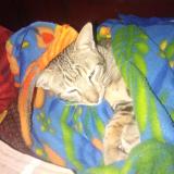 Picture of cat lost at Hyderabad