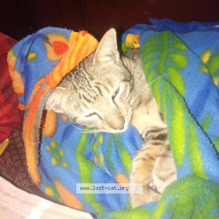 Photo 1/1 Reo Chat lost in Hyderabad