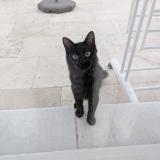 Picture of cat found at Orange