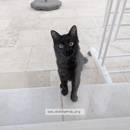 Photo 1/1 Found cat Found in Orange