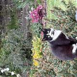 Picture of cat found at Saint Andre De La Marche