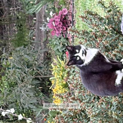 Photo 1/1 Found cat Found in Saint andre de la marche