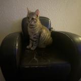 Picture of cat lost at Saint Didier Sous Aubenas