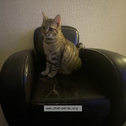 Photo 1/1 Simbouch Chat lost in Saint didier sous aubenas