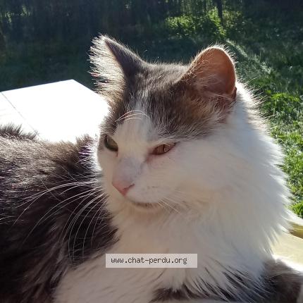 Photo 1/1 Simba Chat lost in Montaren et st mediers