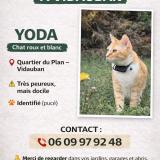 Picture of cat lost at Vidauban