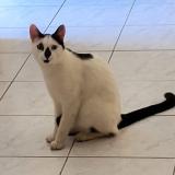 Picture of cat lost at Quincay