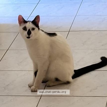 Photo 1/1 Uno Chat lost in Quincay