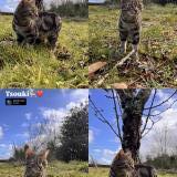 Picture of cat lost at Villevarad