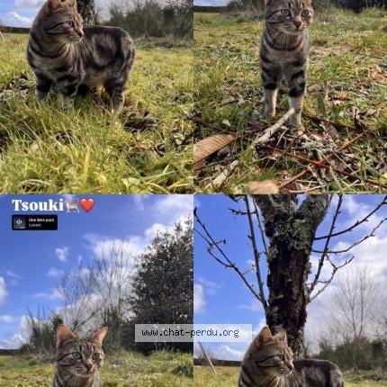 Photo 1/2 Tsouki Chat lost in Villevarad