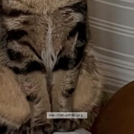 Photo 2/2 Tsouki Chat lost in Villevarad