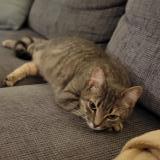 Picture of cat lost at Saint Seurin De Cursac