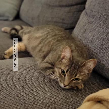 Photo 1/3 Rose Chat lost in Saint seurin de cursac