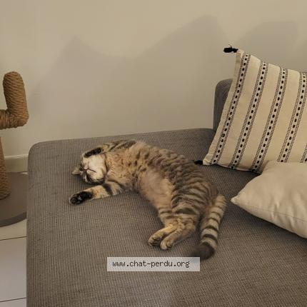 Photo 2/3 Rose Chat lost in Saint seurin de cursac