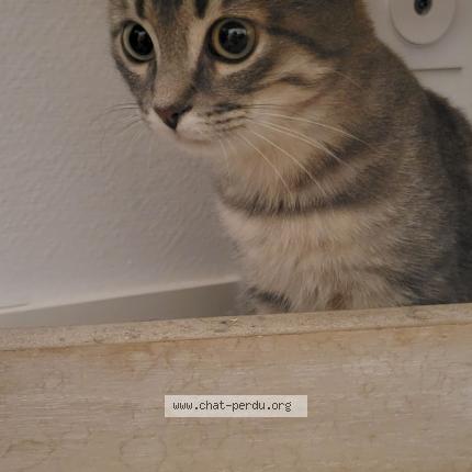 Photo 3/3 Rose Chat lost in Saint seurin de cursac