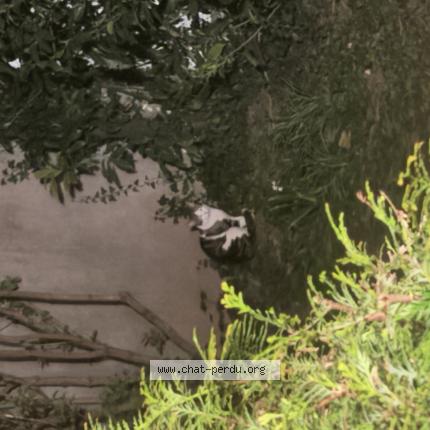 Photo 1/1 Found cat Found in Colmar