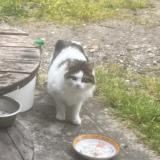 Picture of cat found at Lacourt St Pierre
