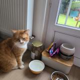 Picture of cat lost at Blainville Sur Orne