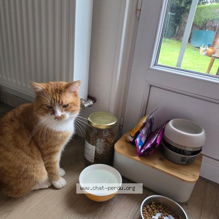 Photo 1/1 Smith Chat lost in Blainville sur orne