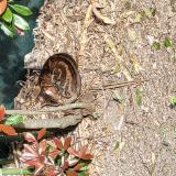 Picture of cat found at Castanet Tolosan