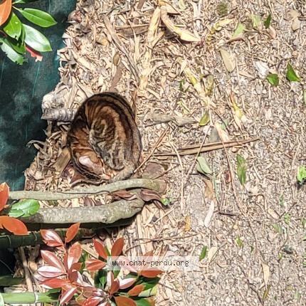 Photo 1/1 Found cat Found in Castanet tolosan