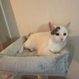 Picture of cat lost at Senas