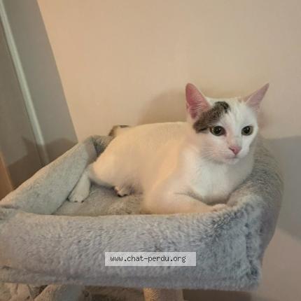 Photo 1/1 Neps Chat lost in Senas