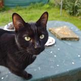 Picture of cat found at Val De Reuil