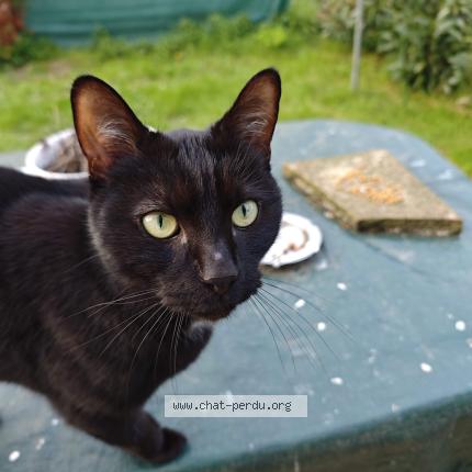 Photo 1/1 Found cat Found in Val de reuil