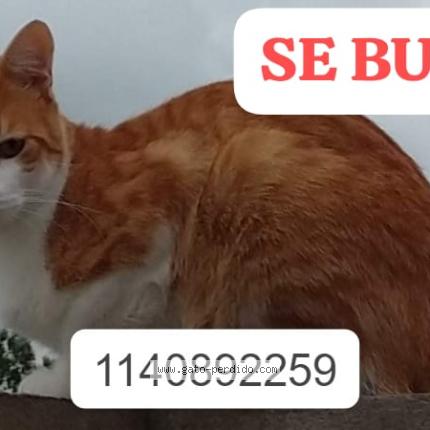 Photo 1/1 Apolo Chat lost in Quilmes oeste