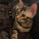 Picture of cat lost at Saint Gingolph