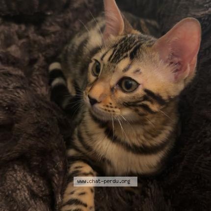 Photo 1/1 Nala Chat lost in Saint gingolph