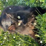 Picture of cat lost at Nohic