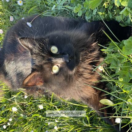 Photo 1/1 Josie Chat lost in Nohic