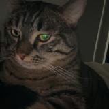 Picture of cat lost at Sallanches