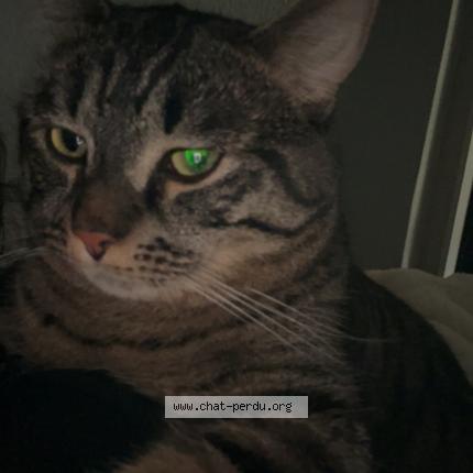 Photo 1/1 Simba Chat lost in Sallanches