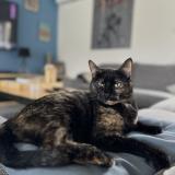 Picture of cat lost at Bassens