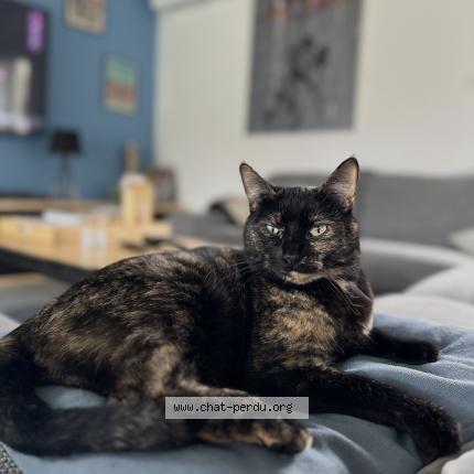 Photo 1/1 Nala Chat lost in Bassens