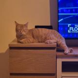 Picture of cat lost at Gramat