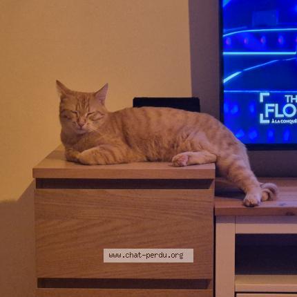 Photo 1/1 Aslan Chat lost in Gramat