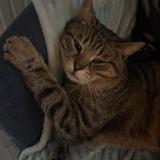 Picture of cat lost at Chaligny