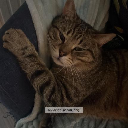 Photo 1/1 Léon Chat lost in Chaligny