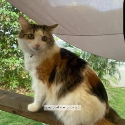 Photo 1/1 MIA Chat lost in Saint barthelemy